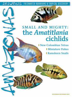 AMAZONAS Nov/Dec 2023: SMALL AND MIGHTY: the Amatitlania cichlids