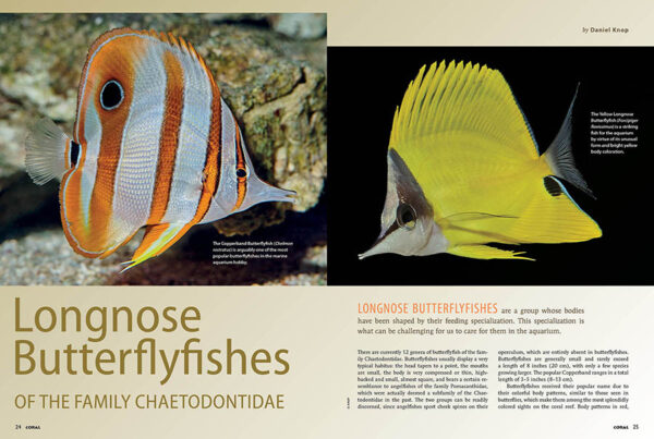 CORAL Jan/Feb 2024: Pincerfish - Image 3