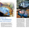 AMAZONAS Nov/Dec 2023: SMALL AND MIGHTY: the Amatitlania cichlids - Image 3