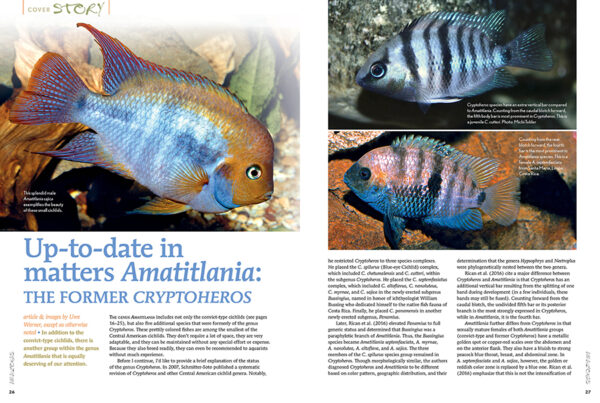 AMAZONAS Nov/Dec 2023: SMALL AND MIGHTY: the Amatitlania cichlids - Image 3