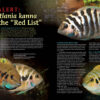 AMAZONAS Nov/Dec 2023: SMALL AND MIGHTY: the Amatitlania cichlids - Image 4