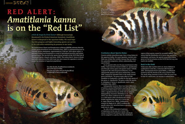 AMAZONAS Nov/Dec 2023: SMALL AND MIGHTY: the Amatitlania cichlids - Image 4