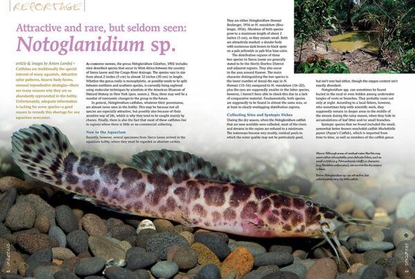 AMAZONAS Nov/Dec 2023: SMALL AND MIGHTY: the Amatitlania cichlids - Image 6