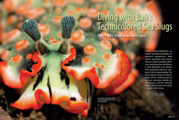 CORAL Jan/Feb 2024: Pincerfish - Image 6