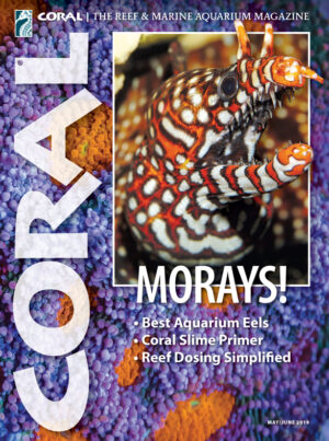 CORAL May/Jun 2019: Morays!