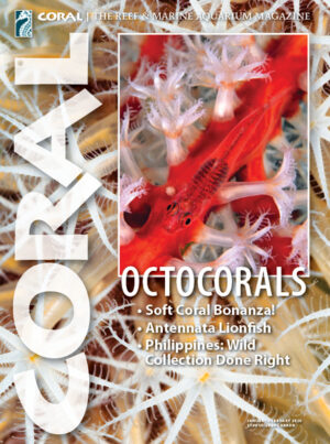 CORAL Jan/Feb 2020: Octocorals