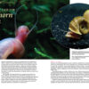 AMAZONAS Nov/Dec 2023: SMALL AND MIGHTY: the Amatitlania cichlids - Image 7