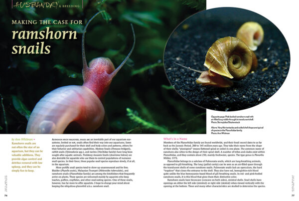 AMAZONAS Nov/Dec 2023: SMALL AND MIGHTY: the Amatitlania cichlids - Image 7