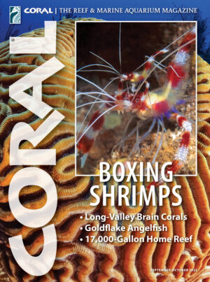 CORAL Sep/Oct 2022: Boxing Shrimps