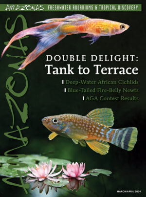 AMAZONAS Mar/Apr 2024: DOUBLE DELIGHT: Tank To Terrace