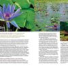 AMAZONAS Mar/Apr 2024: DOUBLE DELIGHT: Tank To Terrace - Image 3