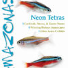 AMAZONAS May/Jun 2024: Neon Tetras