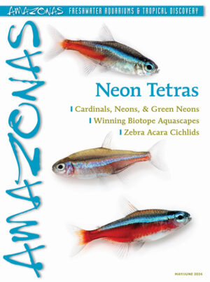 AMAZONAS May/Jun 2024: Neon Tetras