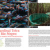 AMAZONAS May/Jun 2024: Neon Tetras - Image 4