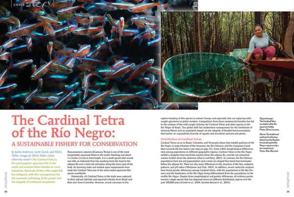 AMAZONAS May/Jun 2024: Neon Tetras - Image 4