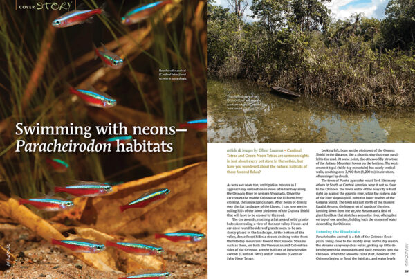 AMAZONAS May/Jun 2024: Neon Tetras - Image 5