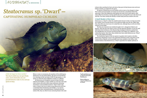 AMAZONAS May/Jun 2024: Neon Tetras - Image 6