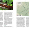 AMAZONAS May/Jun 2024: Neon Tetras - Image 2