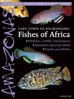 AMAZONAS July/Aug 2024: Fishes of Africa
