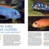 AMAZONAS July/Aug 2024: Fishes of Africa - Image 3