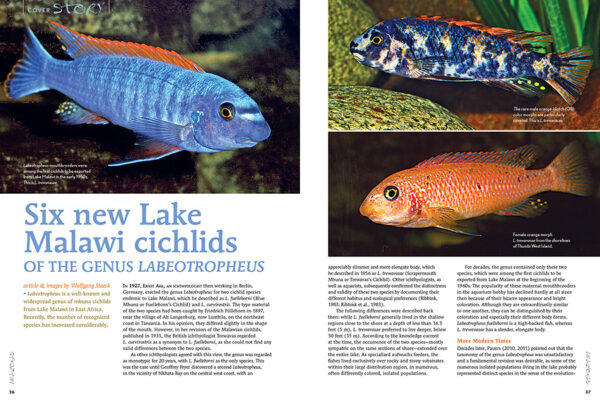 AMAZONAS July/Aug 2024: Fishes of Africa - Image 3