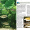 AMAZONAS July/Aug 2024: Fishes of Africa - Image 4