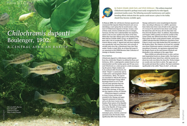 AMAZONAS July/Aug 2024: Fishes of Africa - Image 4