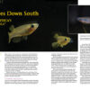 AMAZONAS July/Aug 2024: Fishes of Africa - Image 5