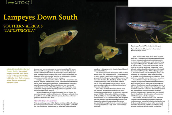 AMAZONAS July/Aug 2024: Fishes of Africa - Image 5