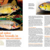 AMAZONAS July/Aug 2024: Fishes of Africa - Image 6
