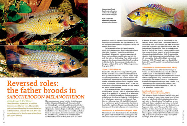 AMAZONAS July/Aug 2024: Fishes of Africa - Image 6