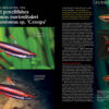AMAZONAS July/Aug 2024: Fishes of Africa - Image 7
