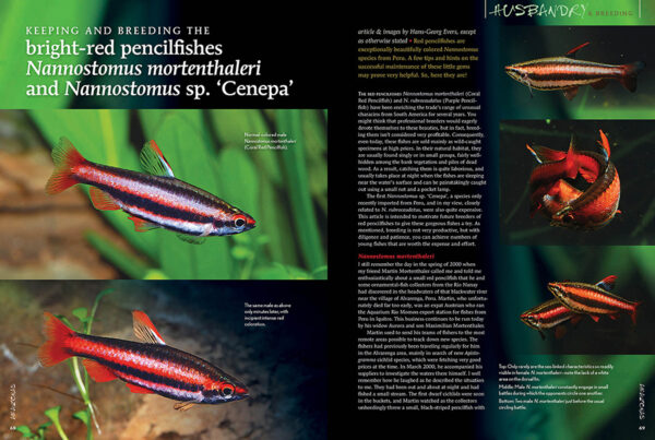AMAZONAS July/Aug 2024: Fishes of Africa - Image 7