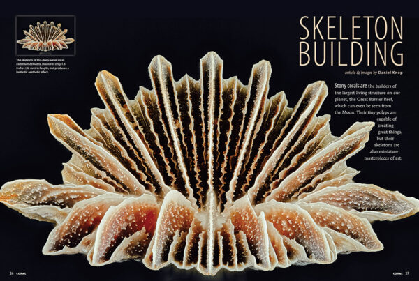 CORAL July/August 2024: EVERLASTING STONY CORALS - Image 3