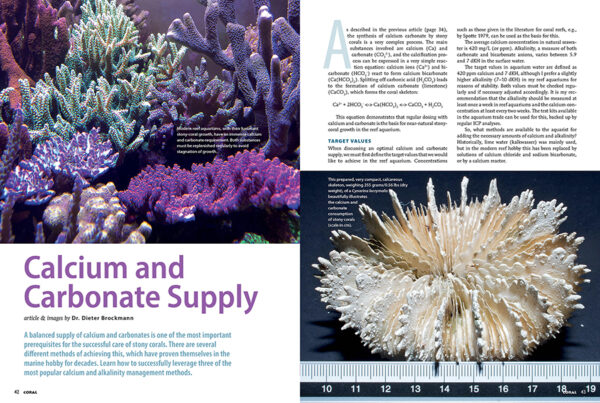 CORAL July/August 2024: EVERLASTING STONY CORALS - Image 4