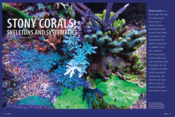 CORAL July/August 2024: EVERLASTING STONY CORALS - Image 5