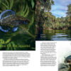 AMAZONAS Sep/Oct 2024: Fishes and Flora from the Sunshine State (Florida) - Image 3