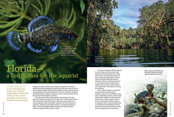 AMAZONAS Sep/Oct 2024: Fishes and Flora from the Sunshine State (Florida) - Image 3