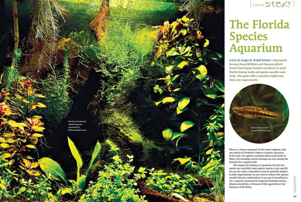 AMAZONAS Sep/Oct 2024: Fishes and Flora from the Sunshine State (Florida) - Image 4