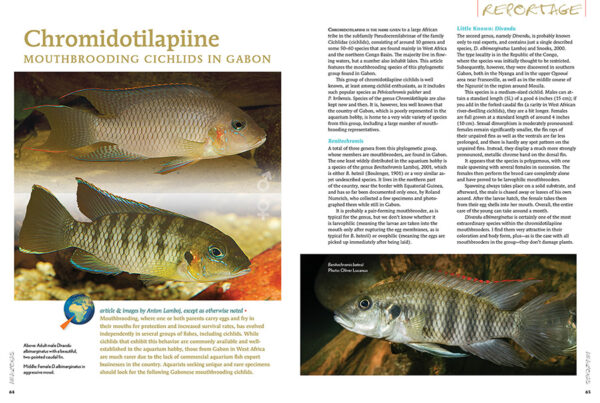 AMAZONAS Sep/Oct 2024: Fishes and Flora from the Sunshine State (Florida) - Image 5