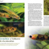 AMAZONAS Sep/Oct 2024: Fishes and Flora from the Sunshine State (Florida) - Image 6