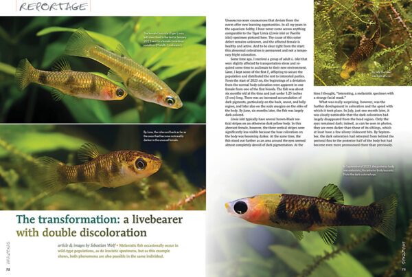 AMAZONAS Sep/Oct 2024: Fishes and Flora from the Sunshine State (Florida) - Image 6