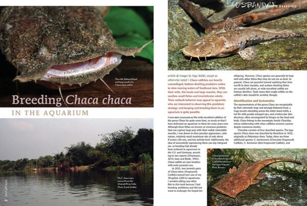 AMAZONAS Sep/Oct 2024: Fishes and Flora from the Sunshine State (Florida) - Image 7