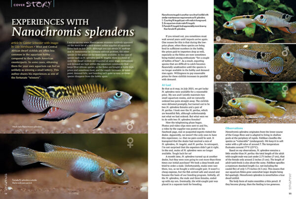 AMAZONAS Nov/Dec 2024: Dwarf Cichlids - Image 2