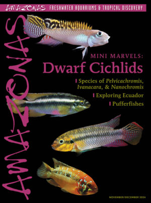 AMAZONAS Nov/Dec 2024: Dwarf Cichlids