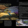 AMAZONAS Nov/Dec 2024: Dwarf Cichlids - Image 3