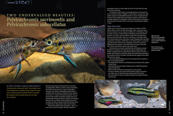 AMAZONAS Nov/Dec 2024: Dwarf Cichlids - Image 3