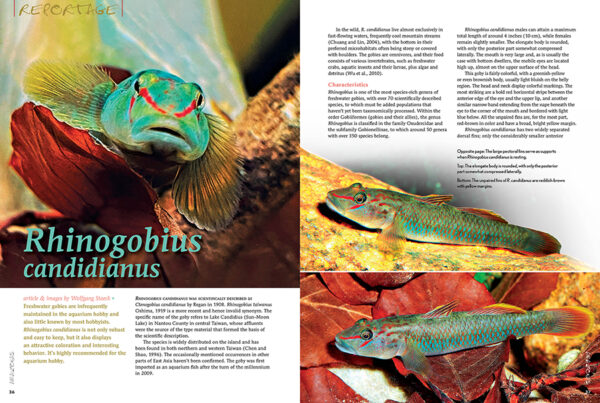 AMAZONAS Nov/Dec 2024: Dwarf Cichlids - Image 4