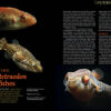 AMAZONAS Nov/Dec 2024: Dwarf Cichlids - Image 5