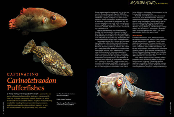 AMAZONAS Nov/Dec 2024: Dwarf Cichlids - Image 5